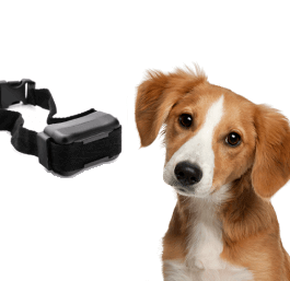 Электронные ошейники от 1445 ₽